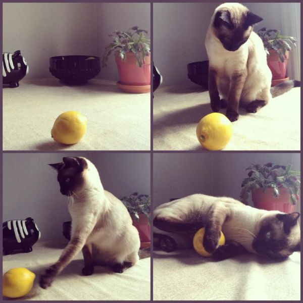 無茶苦茶かわいい動物たちに癒される写真