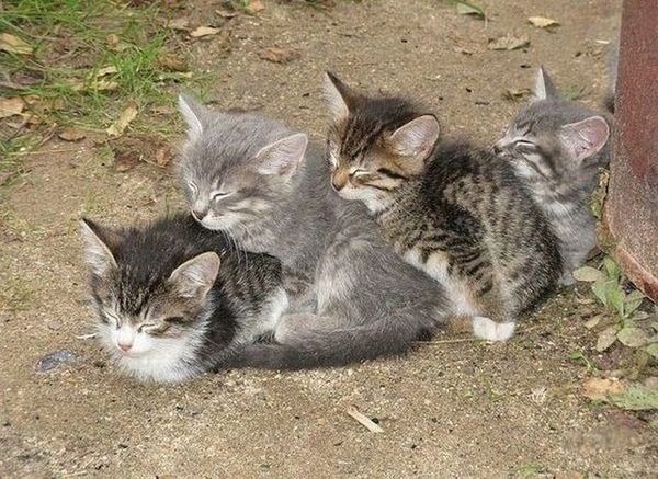 あまりの可愛さに驚くかわいい子猫の画像