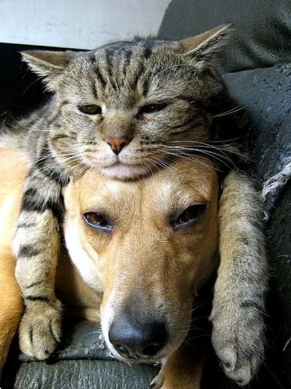 本当は仲良し？犬と猫が喧嘩している写真