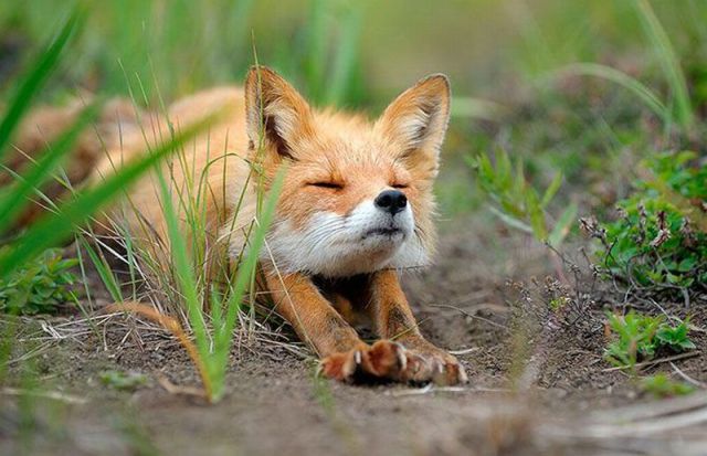 なんで動物ってこんなに可愛いんだろと思える写真