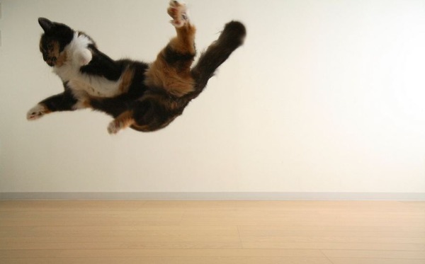 空中を楽しく飛行する猫たちの写真