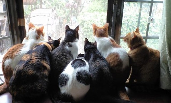 身震いするほど可愛い猫の画像