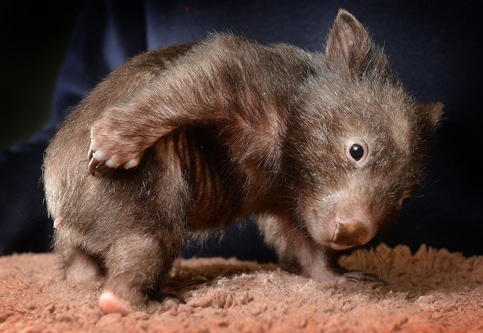 可愛すぎる動物の赤ちゃん画像