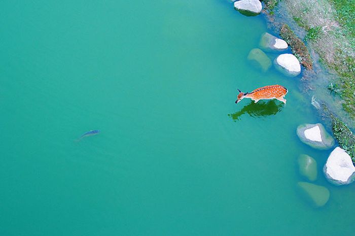 野生の生き物が本当に美しすぎた写真
