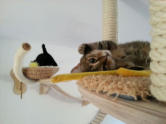猫の遊び場の写真