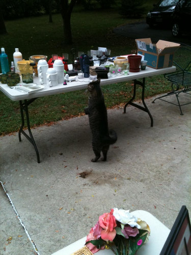 可愛い動物たちが立ち上がっていてワロタｗｗｗ写真