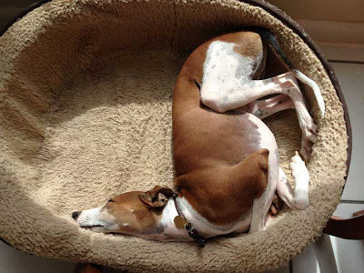 ぐっすり眠る動物たちの癒される写真