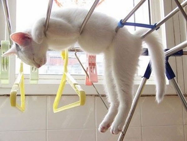 猫が寝ている姿が本当に可愛らしい写真