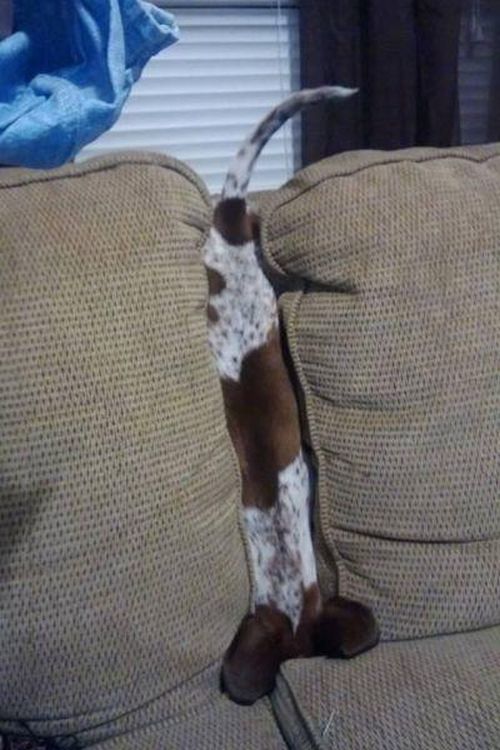 変顔や変な格好した犬の写真