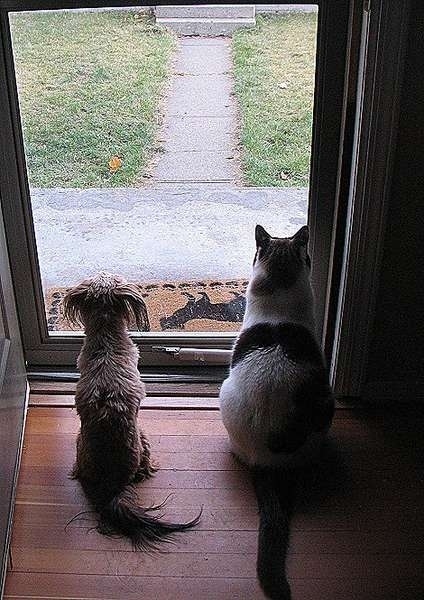 仲のよすぎる犬と猫 