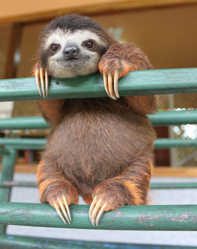 本当にキュンとする！動物の赤ちゃんたちの写真