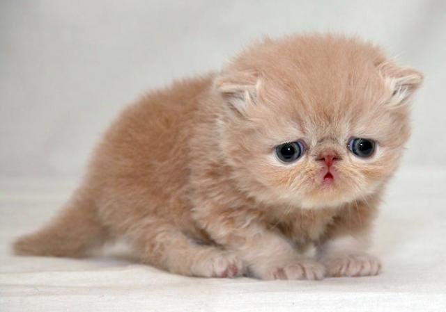 悲しい顔をした猫たちの写真
