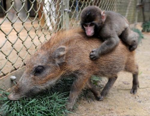 仲良しの動物カップルたちが可愛すぎる写真