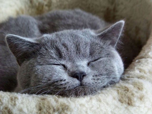 キュン死しちゃいそうな可愛い動物の写真