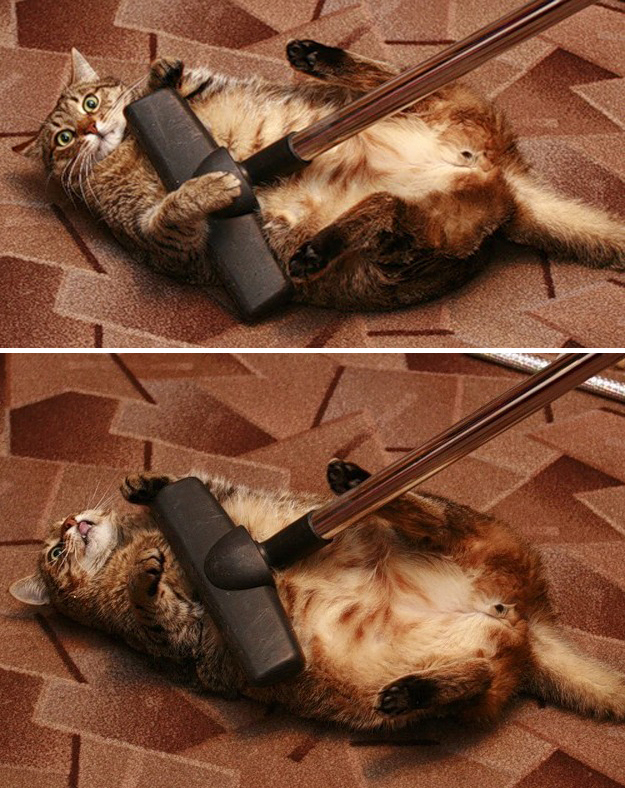 とにかく魅力的な猫の写真