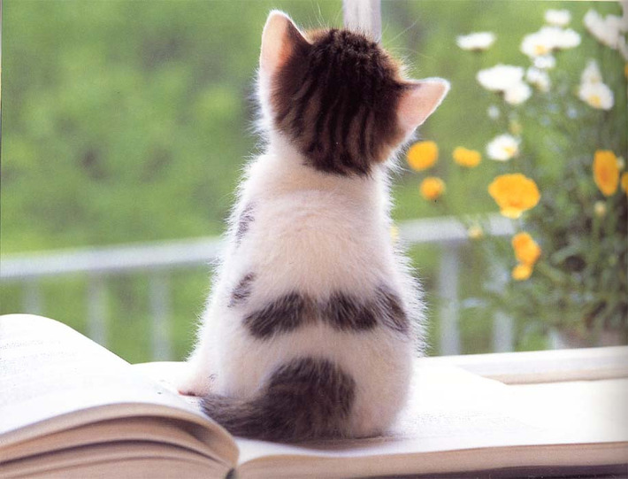 可愛すぎる猫たちの写真