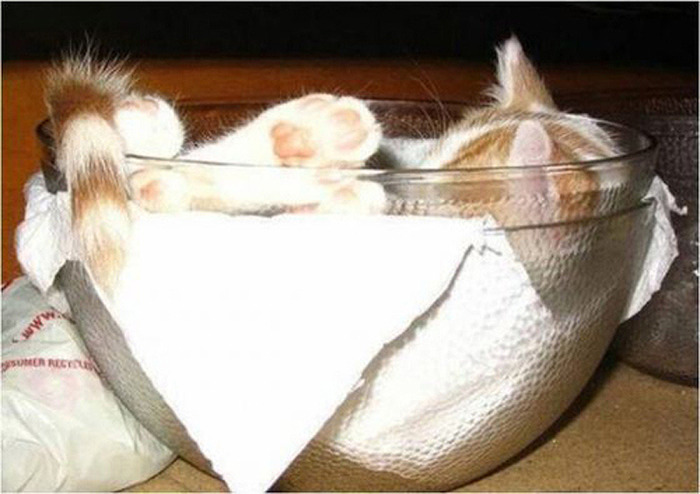 まるで液体のようなネコの写真