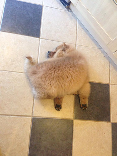ぐっすり眠る動物たちの癒される写真