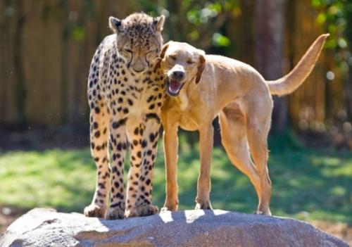 仲良しの動物カップルたちが可愛すぎる写真
