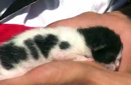 幸福を呼ぶハートマークの可愛い猫や犬の画像