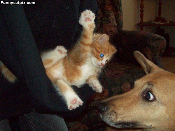 本当は仲良し？犬と猫が喧嘩している写真