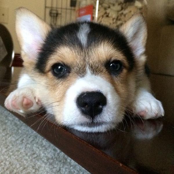 コーギー犬のやっぱり可愛い写真
