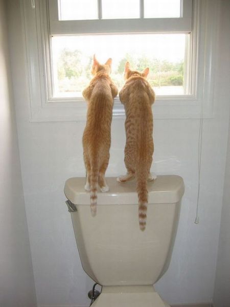 超可愛い動物たちに癒される写真
