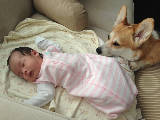ものすごく赤ちゃんの面倒を見るコーギーの写真