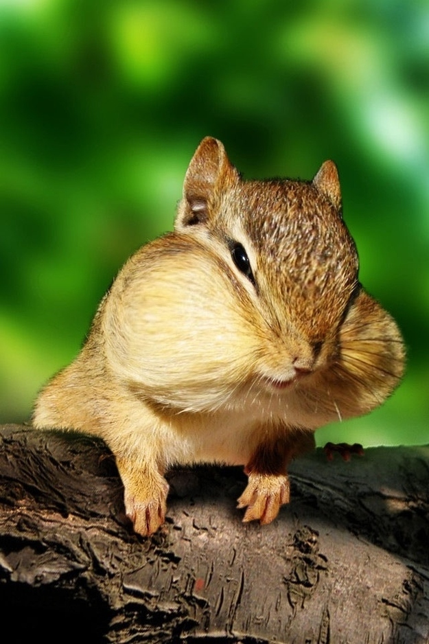 食欲のとどまるところを知らないシマリス