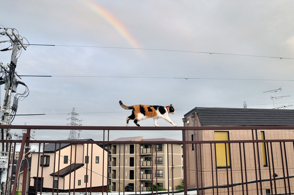 マジで可愛すぎる癒される猫の画像
