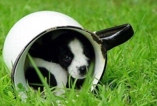 カップに収まるほど小さい犬が可愛い写真