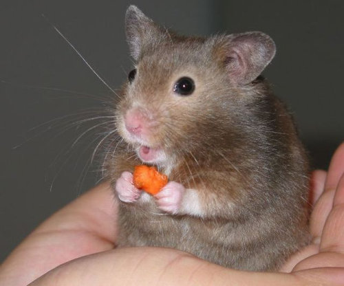 驚きを隠せない動物たちの写真