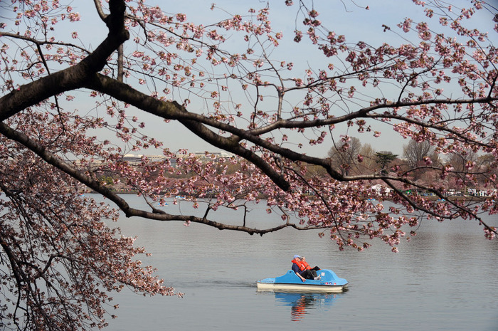 世界に咲く桜 