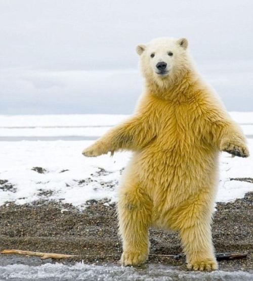 踊る自然のホッキョクグマの写真