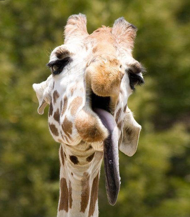 マジキチフェイスな動物たちの写真