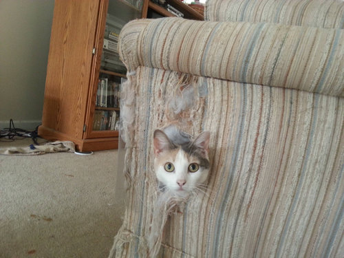 犬や猫たちの困ったいたずら写真
