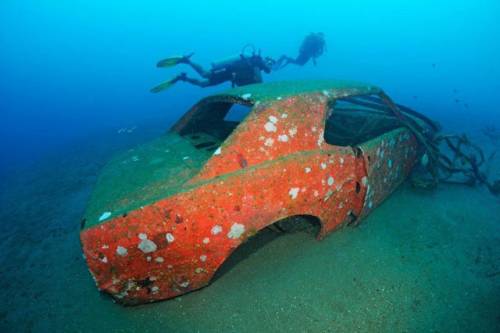 車が海に沈んでしばらくして魚の住まいになった写真