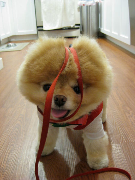 世界一可愛い子犬のBoo