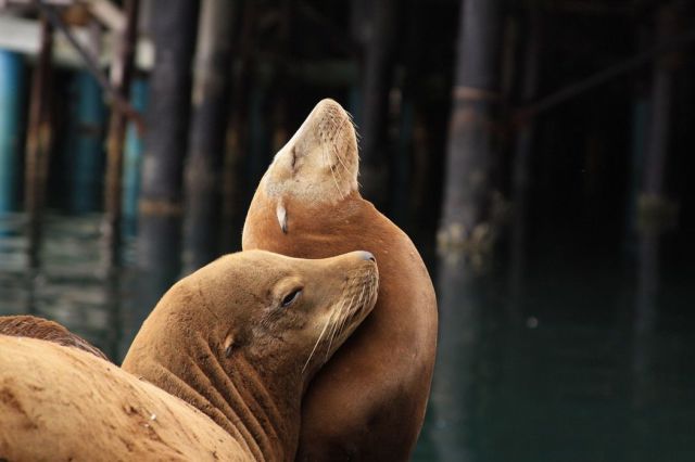 可愛い動物たちの画像が集まった写真