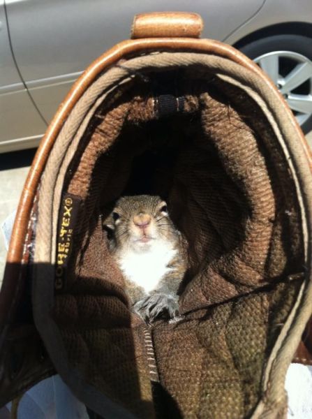 見ているだけで興奮してくる可愛い動物の画像