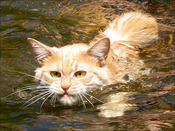 猫は水が苦手は嘘？？水泳を楽しんでいるかもしれない可愛い猫達の写真