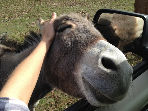 「最高に気持ちがいい！」という表情をした動物たちの写真