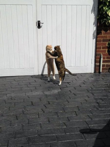 可愛い動物たちが立ち上がっていてワロタｗｗｗ写真