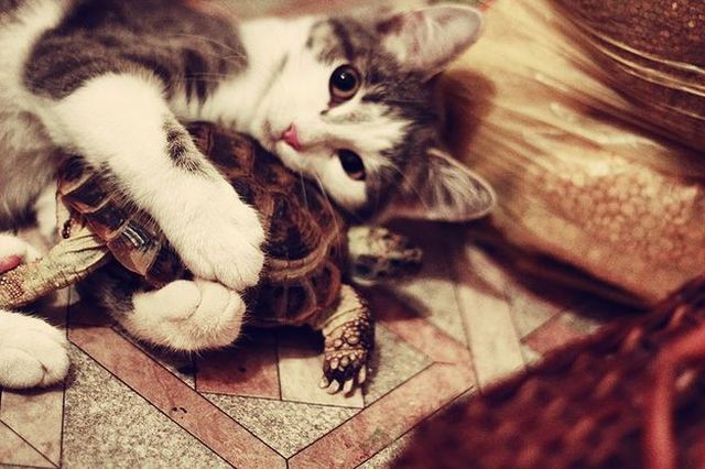 もう可愛すぎて何と言って良いのか分からない動物