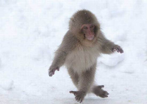 すごいポーズを決める動物たちの写真
