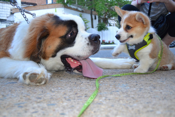 コーギー犬が可愛すぎてやばい写真