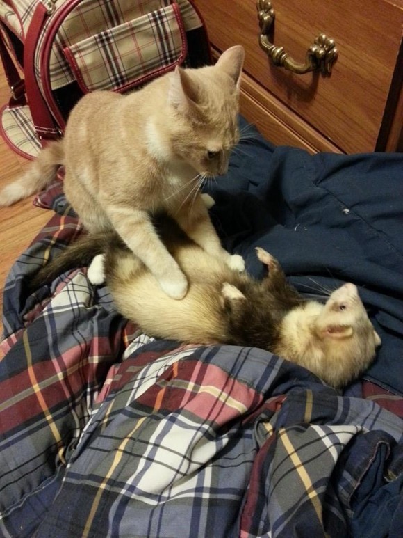 フェレットを多頭飼いしている飼い主が路上でさまよっている子猫を招き入れたらこうなった。