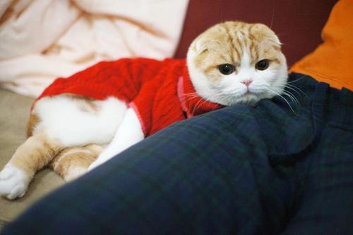 コスプレが似合いすぎるオシャレ犬・猫の写真