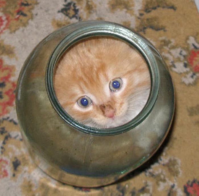 まるで液体のようなネコの写真