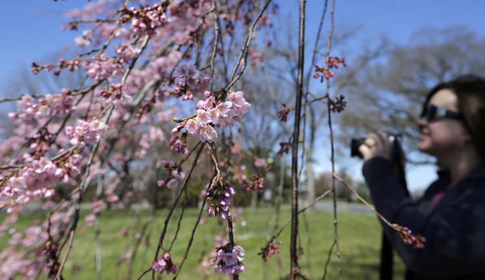 世界に咲く桜 